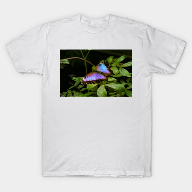 Blue Morpho Butterfly T-Shirt by Rob Johnson Photography